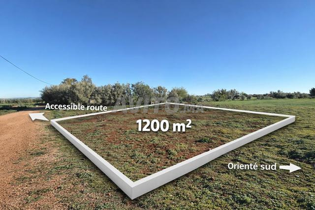 أرض مسجلة 1200 متر مربع بودربالة (مخرج فاس) - 2