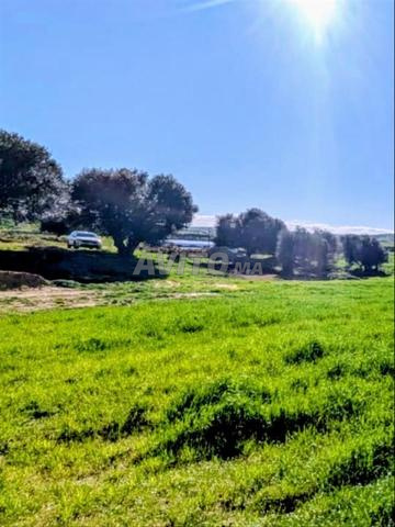 Région Asilah terrain de 4500m² ,Titré, Eau, Elec