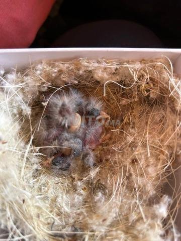 Poussins de chardonneret - 2