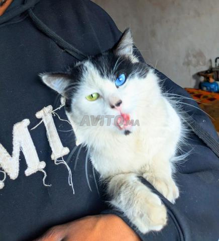 Le chat talentueux - 2