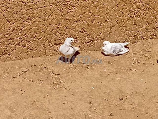 حمام العنبر