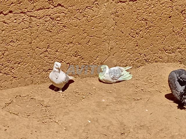 حمام العنبر - 2