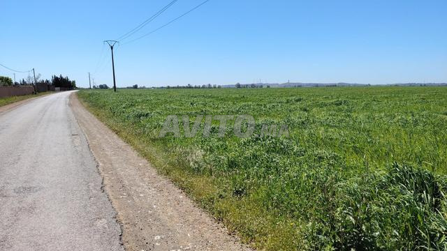 1 Ha – Lotissement– Façade Goudronnée – Benslimane - 2