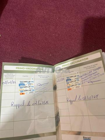 Malinois classique 4 mois - 2