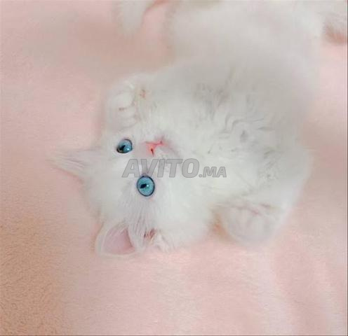 Bébé turc blanc d'Ankara - 2