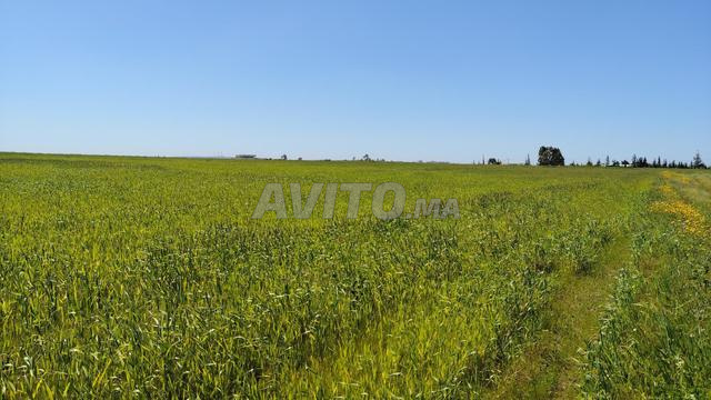4 Hectares – Titre Foncier – 12 km Benslimane - 2