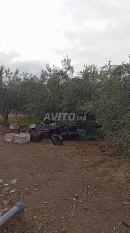 فيلا 5000م 150 شجرة زيتون قرب العزوزية مراكش - 2