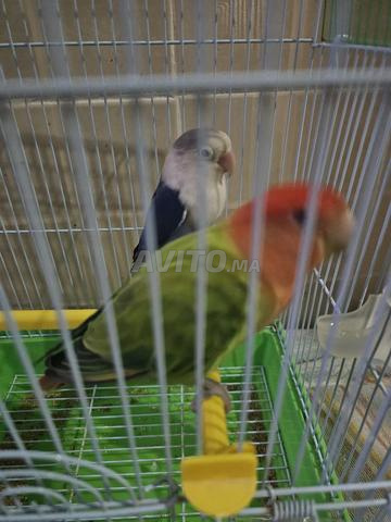Oiseaux inséparables avec cage - 2