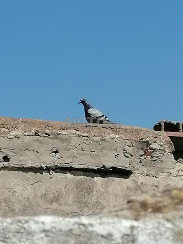 Magnifique pigeon voyageur - 2
