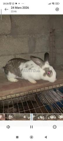 بيع بالجملة والتقسيط - 2