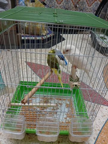 Oiseaux perruches - 2