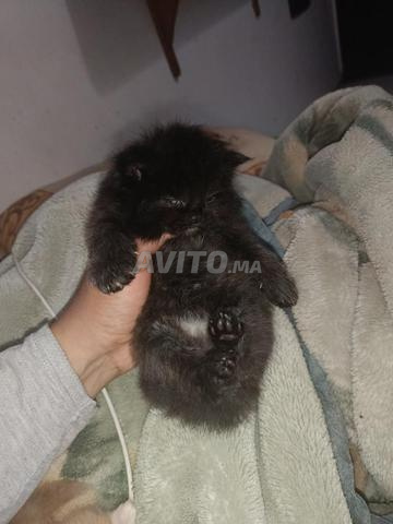 2 chatons persans - 2
