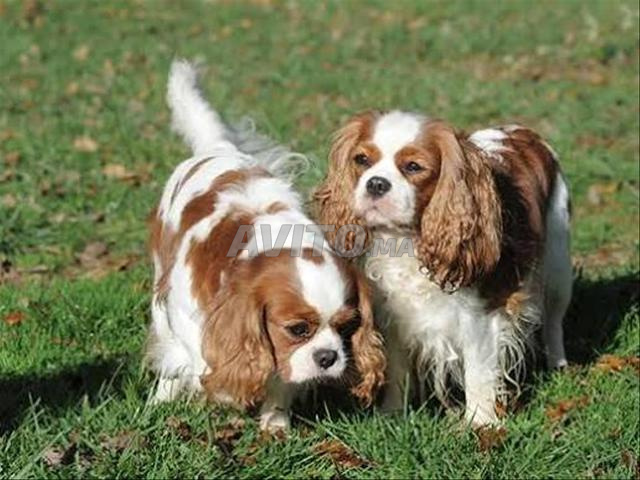 Chiot Cavalier King Charles - 2