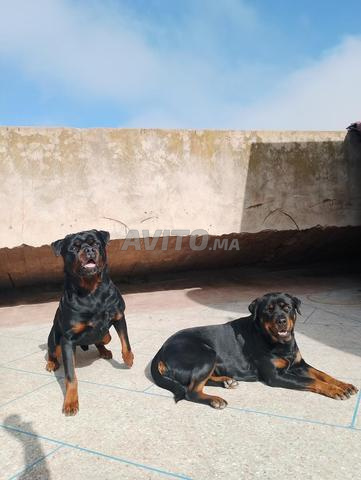 Mâle rottweiler - 2