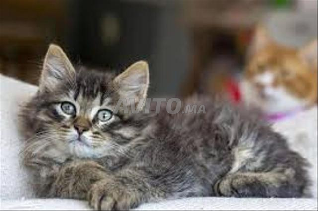 Le Norvégien poilong bébé - 2