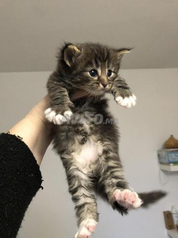 Chat norvégien poil long - 2