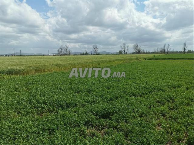 Vente terrains titrés & villas à Sidi Rahal