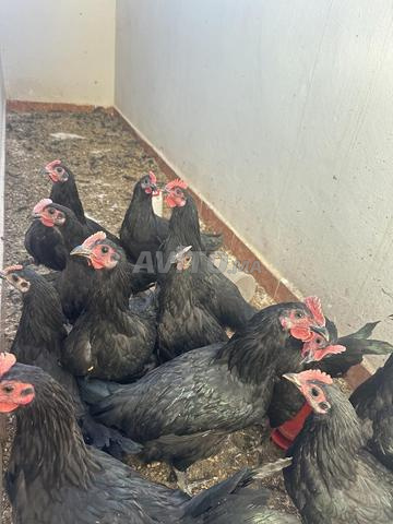 Poulet Astralorbe fermier à vendre - 2