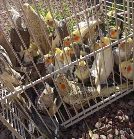 Couple de cocktail - 2