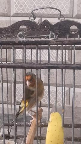 جمالة ميسترو 7 مقاعد - 2