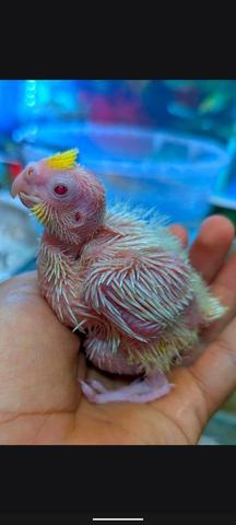 فراخ طيور الحب للتربية والتدريب - 2