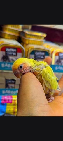 فراخ طيور الحب للتربية والتدريب