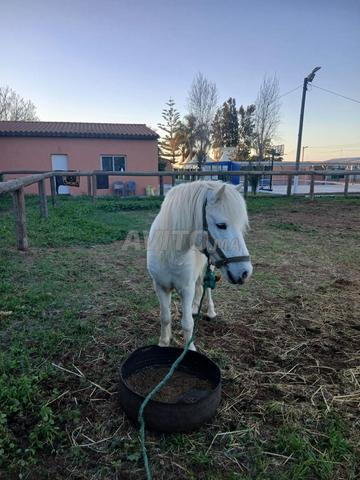 Poney à vendre - 2