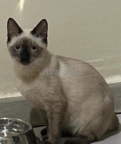 Chatte siamoise femelle sociable à adopter - 2