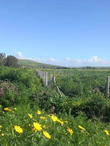 Terrain titré à Benslimane - 2