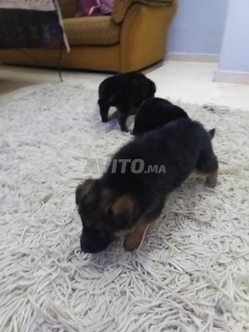 كلاب الراعي الألماني - 2