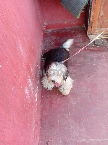 Chien caniche 4 mois