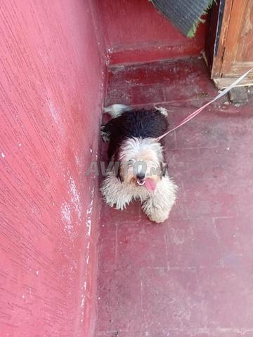 كلب بودل عمره 4 أشهر - 2