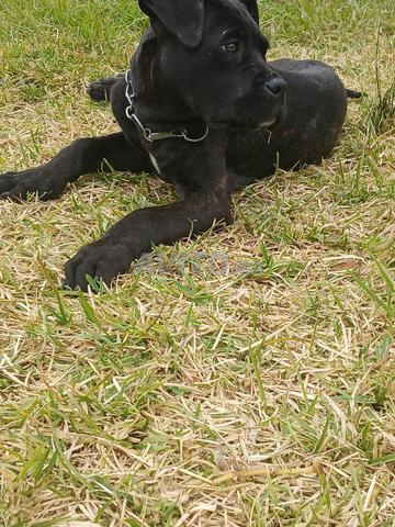 كانى كورسو - 2