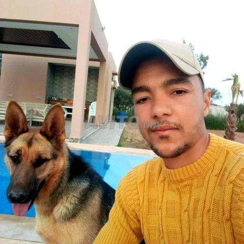 مركز تدريب وتعديل سلوكيات الكلاب - 2