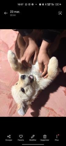 Golden Retriever - 2