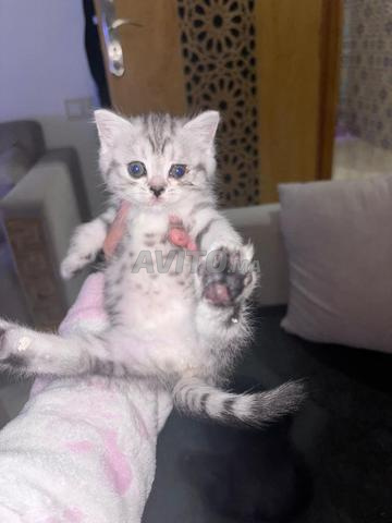 Scottish Fold / British Shorthair 2 mois - 2