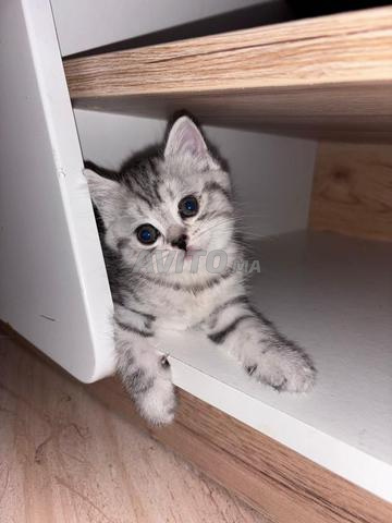 Scottish Fold / British Shorthair 2 mois