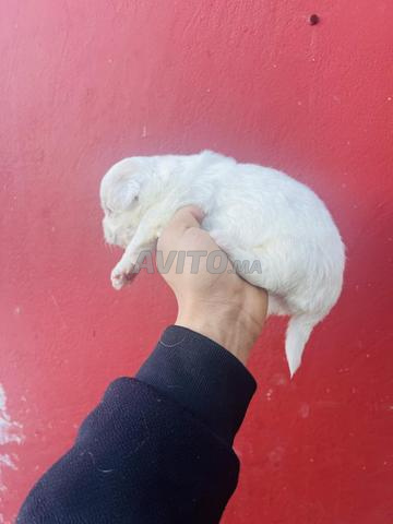 Bichon Maltais nain - 2