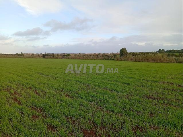 أرض على الطريق الساحلي الدار البيضاء آزمور - 2