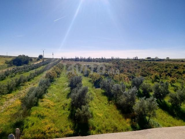 مزرعة رائعة للبيع