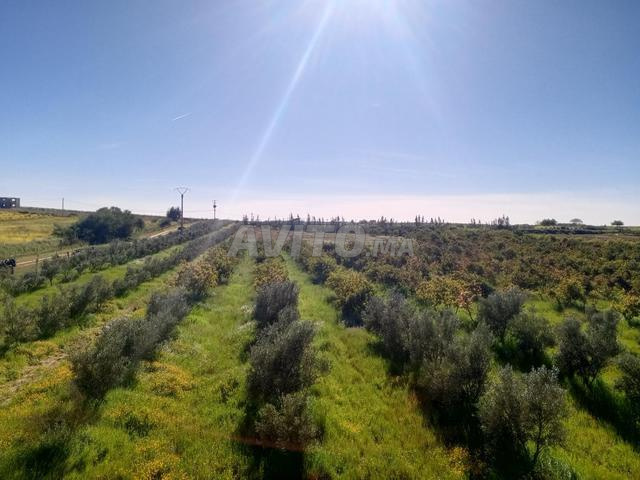 مزرعة رائعة للبيع - 2