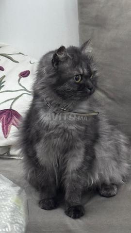 أنثى فارسية - 2