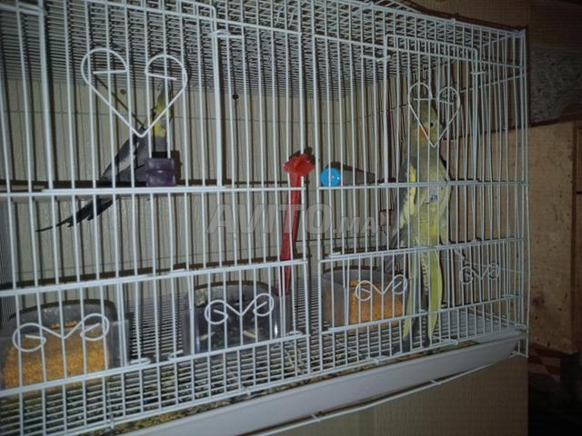 Couple calopsitte - 2