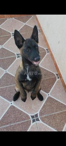 أنثى مالينوا سوداء بعمر 4 أشهر، مطعمة - 2