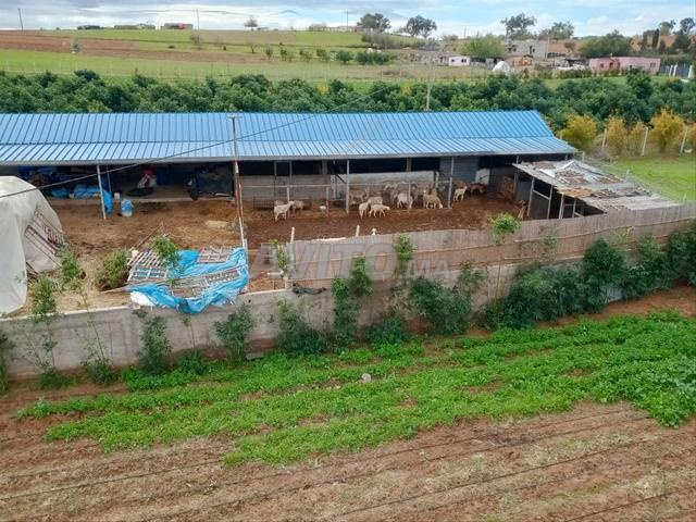 مزرعة ممتازة وقريبة - 2