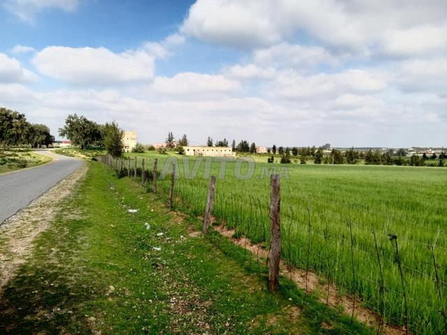 Terrain agricole à vendre à Sidi Allal El Bahraoui 5km