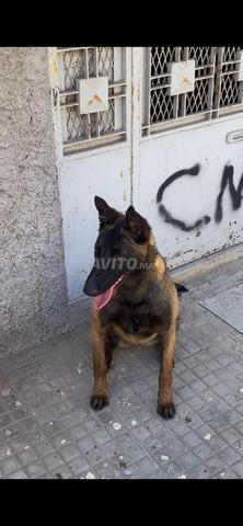 أنثى مالينوا مدربة ذات سلالة نقية وفحمية