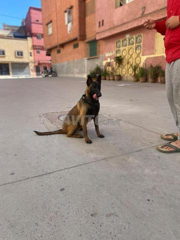 أنثى مالينوا مدربة ذات سلالة نقية وفحمية - 2