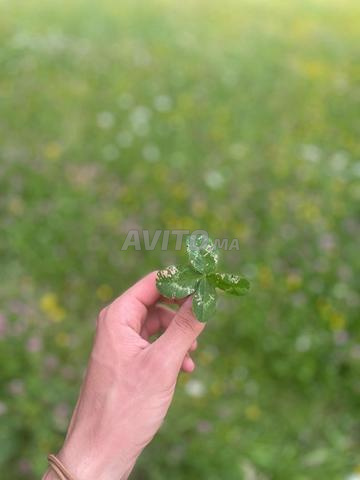 Terres agricoles à vendre Sebt Jahjouh