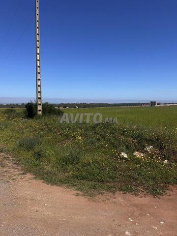 هكتار مغروس بالأشجار للبيع بسيدي رحال على الشاطئ